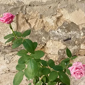 Aletheia Brindisi